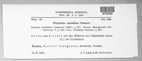Puccinia menthae image